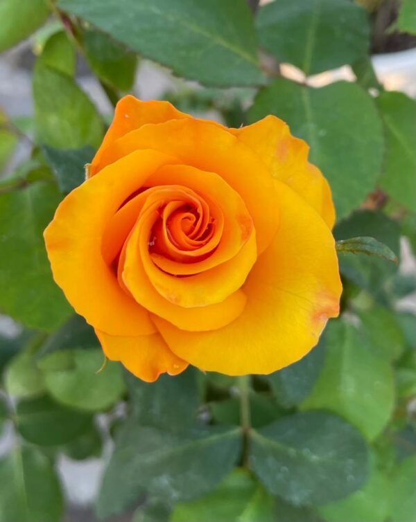 GOSPEL YELLOW - Image 2