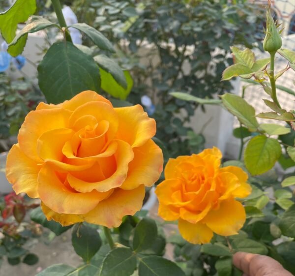 GOSPEL YELLOW - Image 3