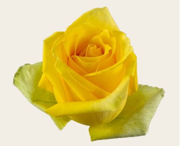 GOSPEL YELLOW