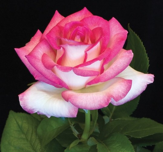 LYNN ANDERSON - Image 2