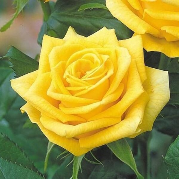SCHWEIZER GOLD